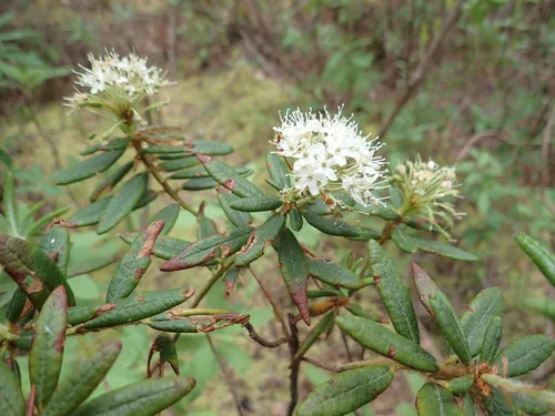 Photo: (c) CatherineK, some rights reserved · CC BY-SA · via iNaturalist Labrador tea (Rhododendron groenlandicum), photograph