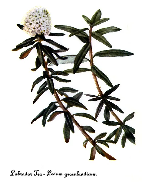 Labrador Tea (Rhododendron groenlandicum), botanical illustration