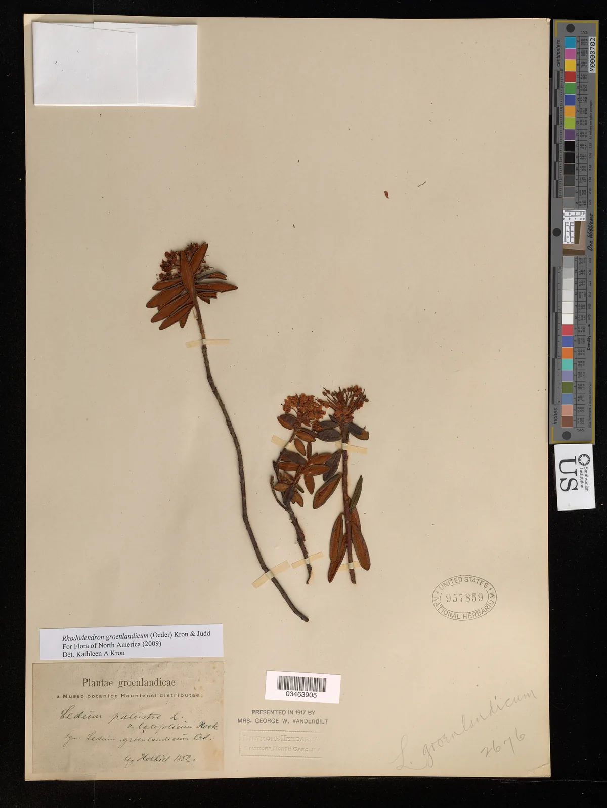 Labrador Tea (Rhododendron groenlandicum), photograph