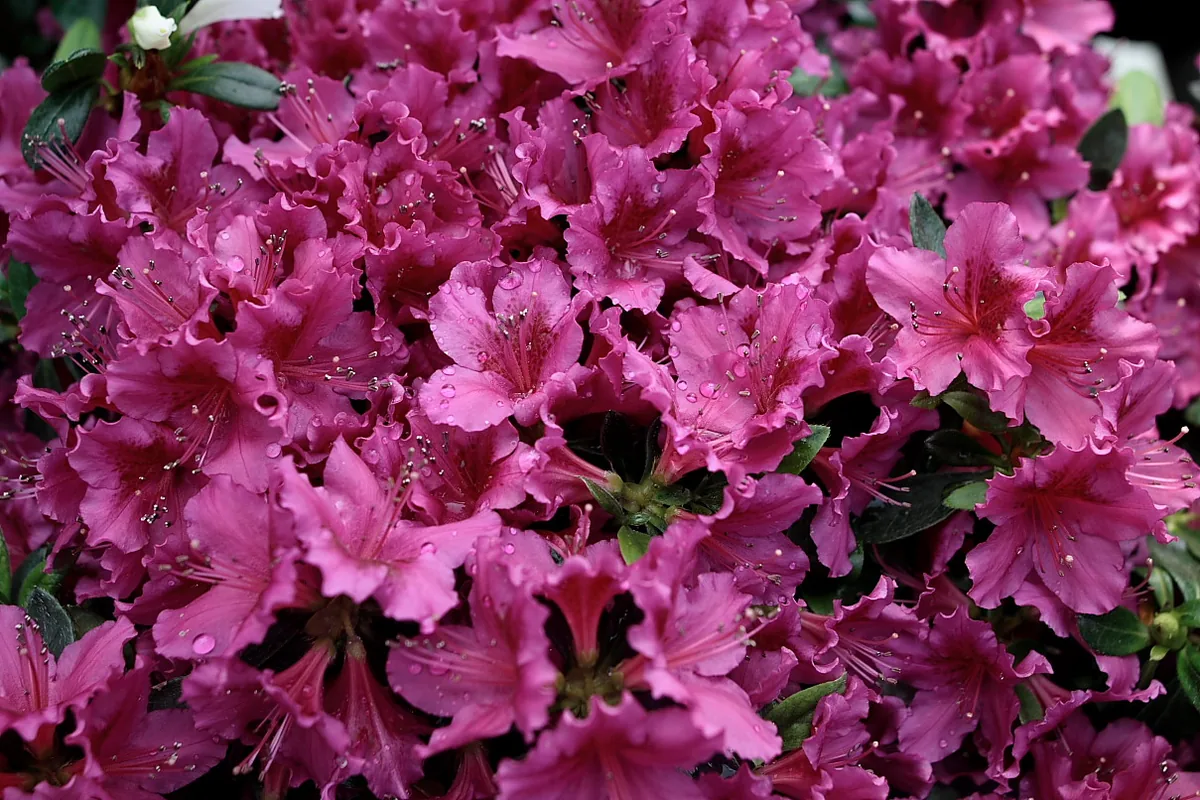 Photo: ForestWander, CC BY-SA 3.0 US, via Wikimedia Commons · CC BY-SA 3.0 us · via Wikimedia Commons Azalea, photograph