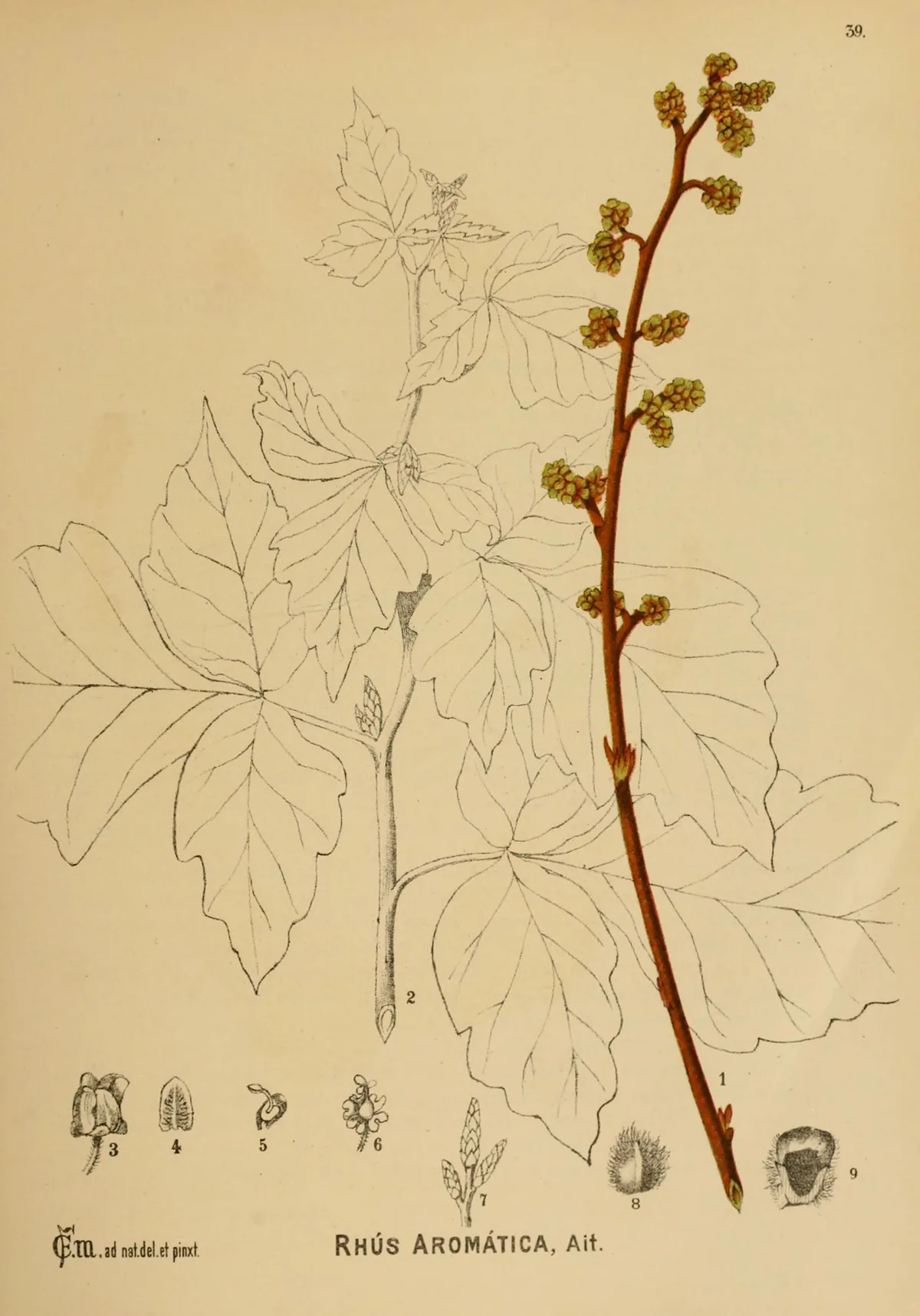 Fragrant Sumac (Rhus aromatica), botanical illustration
