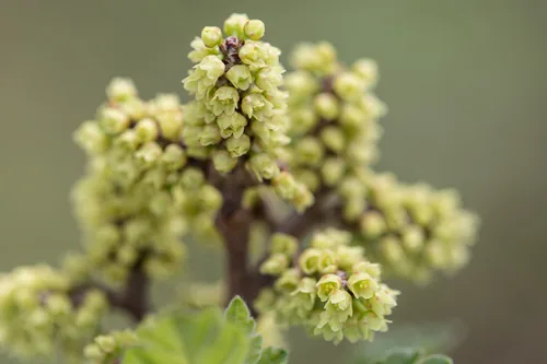 Fragrant Sumac (Rhus aromatica), photograph