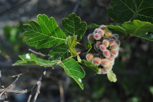 Photo: (c) Zihao Wang, some rights reserved · CC BY · via iNaturalist fragrant sumac (Rhus aromatica), photograph