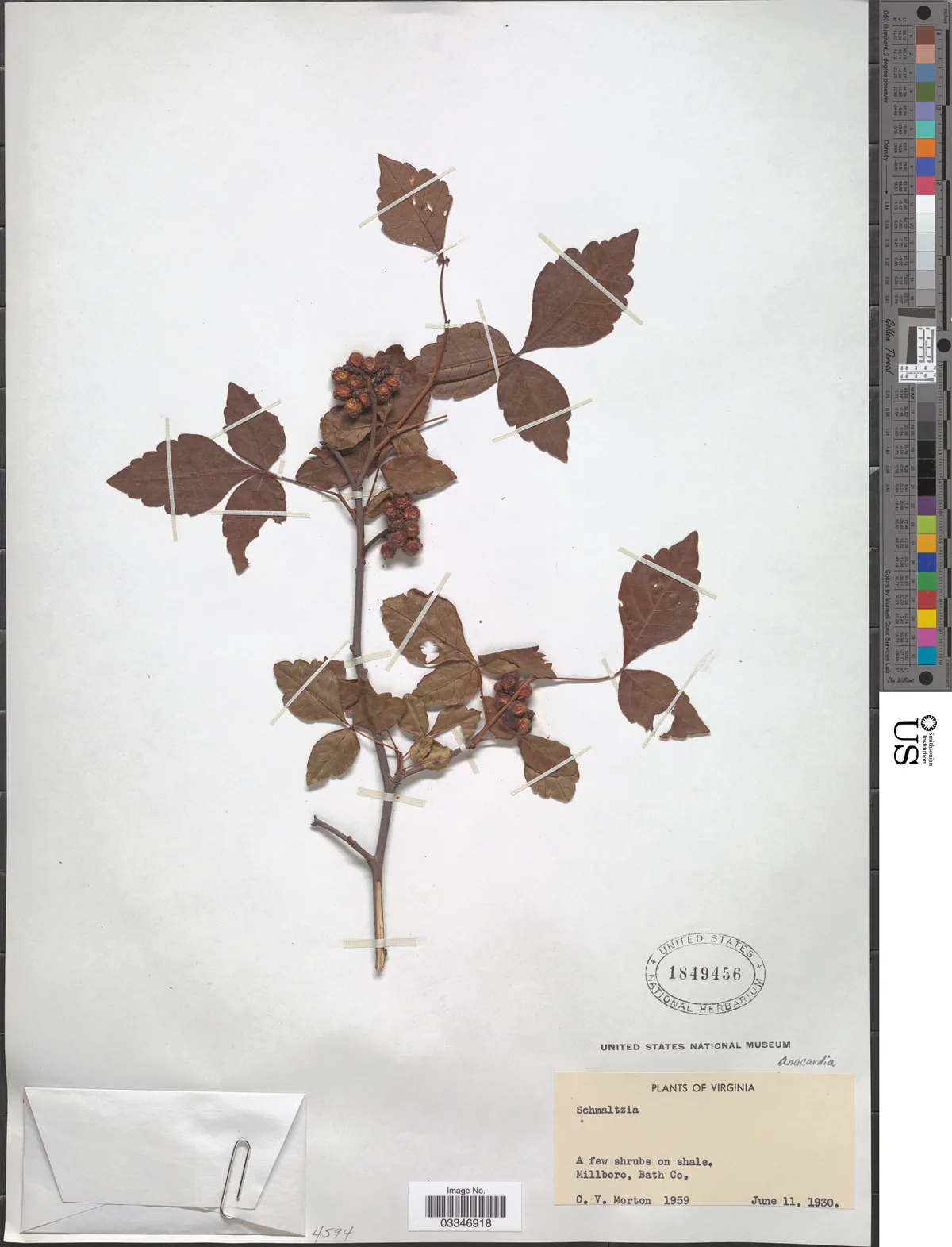 Fragrant Sumac (Rhus aromatica), photograph