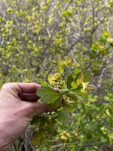 Photo: (c) Nathan Aaron, some rights reserved (CC BY) · cc-by · via iNaturalist Fragrant Sumac (Rhus aromatica), photograph