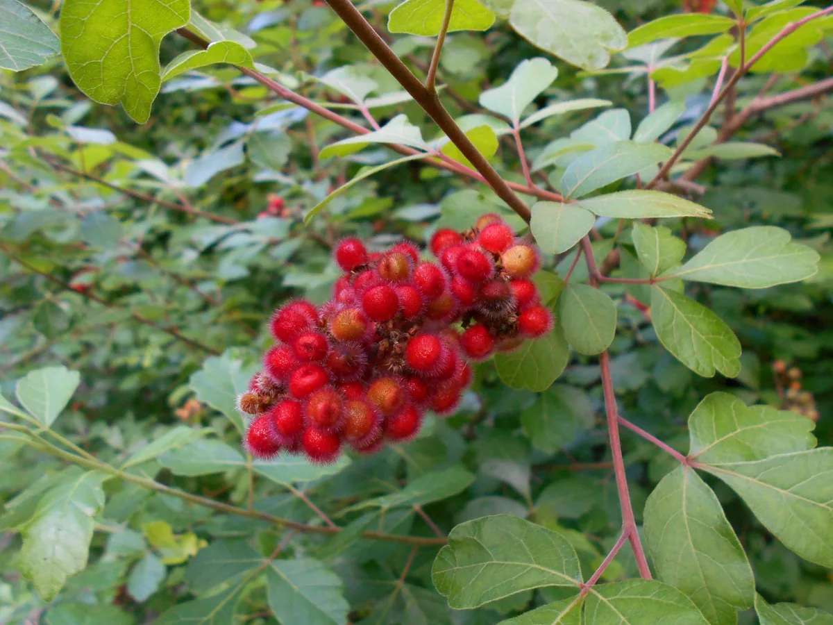 Fragrant Sumac (Rhus aromatica), photograph