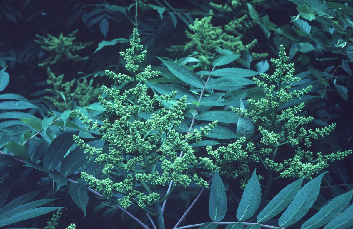 Smooth Sumac (Rhus glabra), photograph