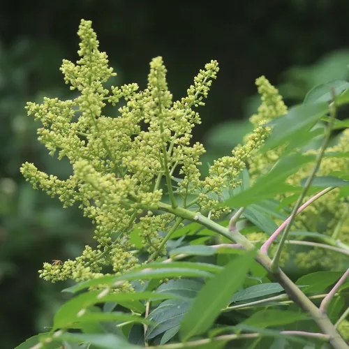smooth sumac (Rhus glabra), photograph