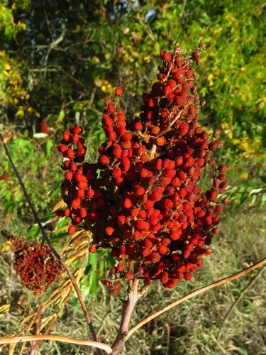 Smooth Sumac (Rhus glabra), photograph