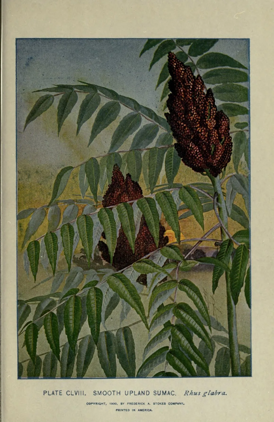 Smooth Sumac (Rhus glabra), botanical illustration