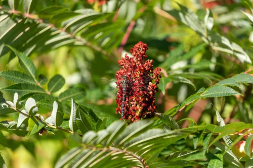 Smooth Sumac (Rhus glabra), photograph
