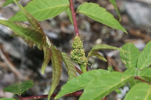 Smooth Sumac (Rhus glabra), photograph