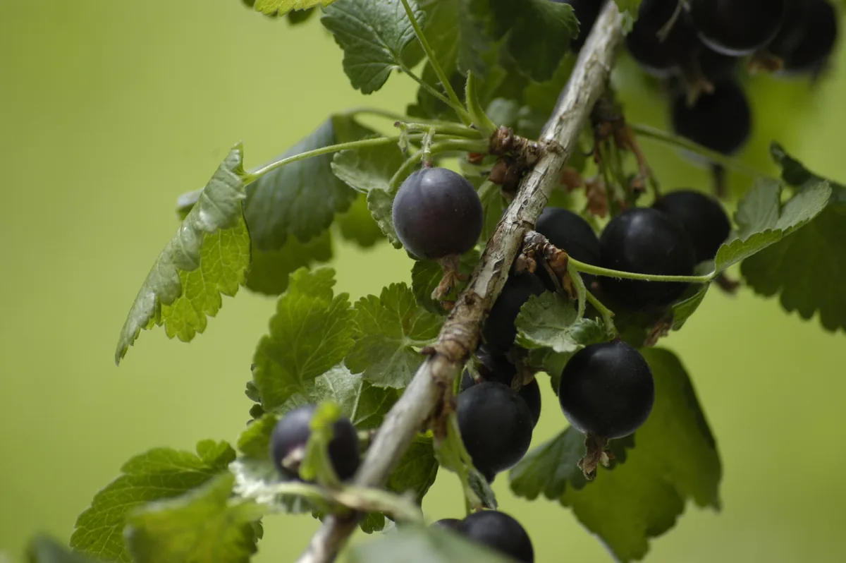 Photo: Simon Eugster, , via Wikimedia Commons · CC BY-SA 3.0 · via Wikimedia Commons Jostaberry (Ribes × nidigrolaria), photograph