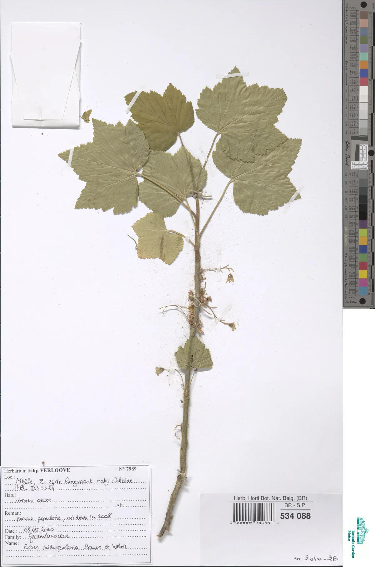 Jostaberry (Ribes × nidigrolaria), photograph
