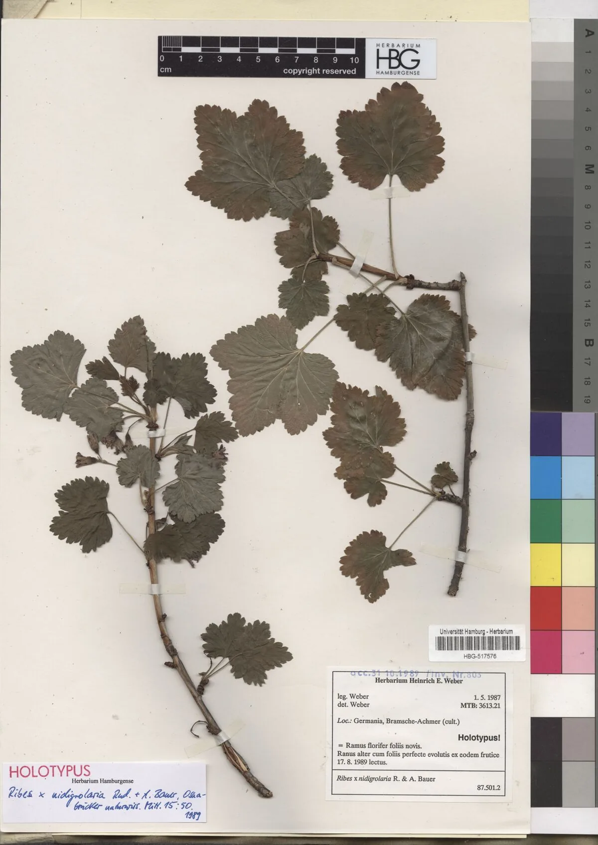 Jostaberry (Ribes × nidigrolaria), photograph