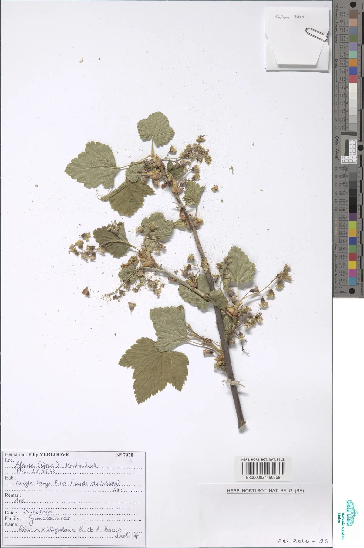 Photo: Meise Botanic Garden · CC BY · via GBIF Jostaberry (Ribes × nidigrolaria), photograph