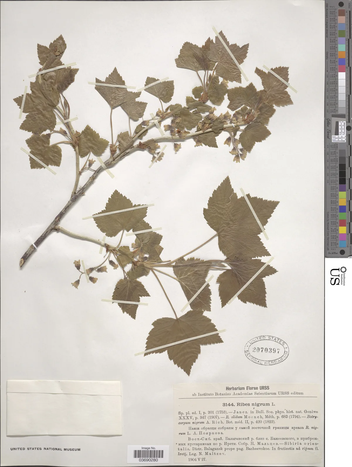 Black Currant (Ribes nigrum), photograph