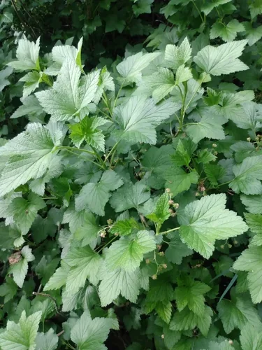 Photo: (c) Tyler Hacking, some rights reserved (CC BY) · cc-by · via iNaturalist Black Currant (Ribes nigrum), photograph