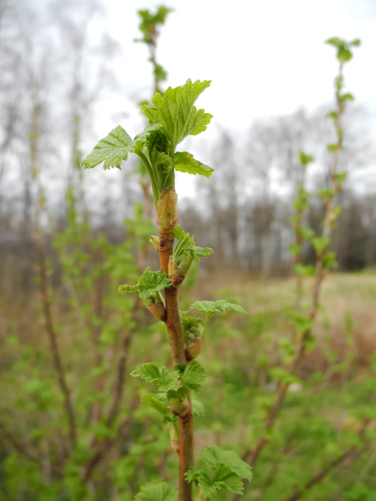Black Currant (Ribes nigrum), photograph