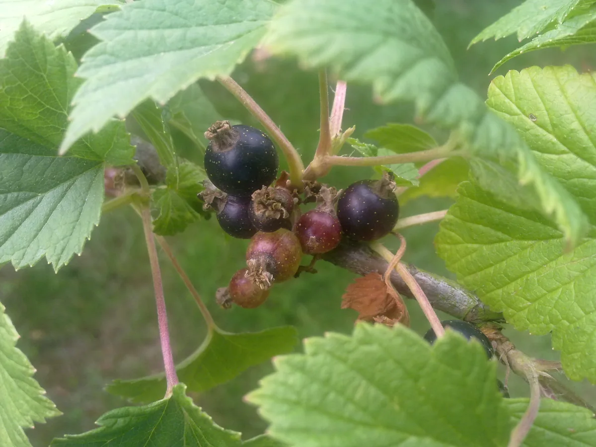 black currant (Ribes nigrum), photograph