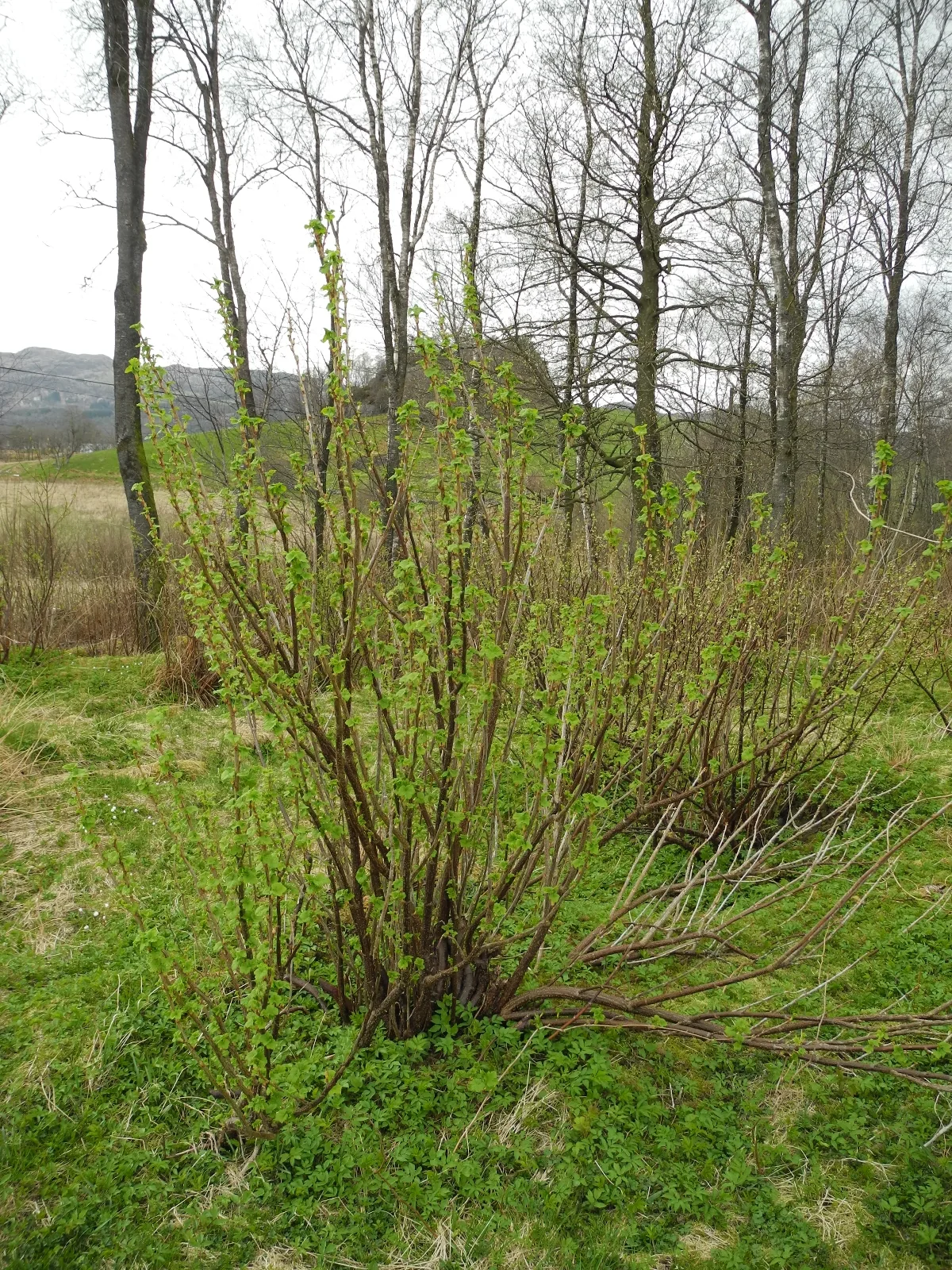 Black Currant (Ribes nigrum), photograph