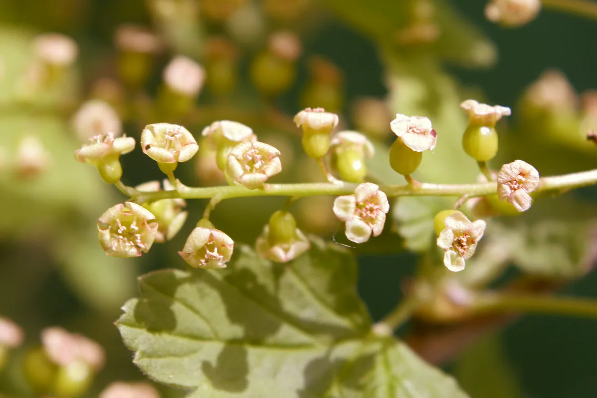 Black Currant (Ribes nigrum), photograph