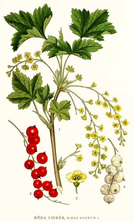 Illustration: Carl Axel Magnus Lindman · Public domain · via Wikimedia Currant (Ribes rubrum), botanical illustration