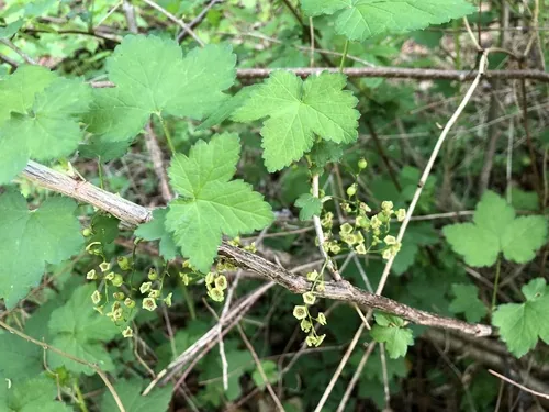 Currant (Ribes rubrum), photograph