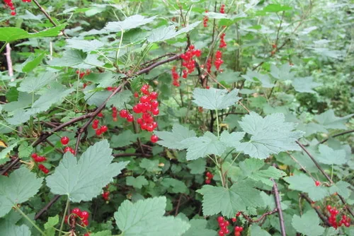 Currant (Ribes rubrum), photograph