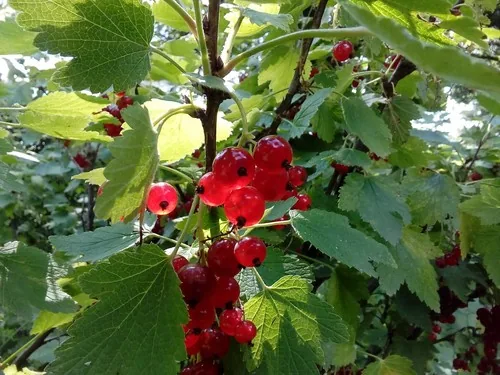 currant (Ribes rubrum), photograph