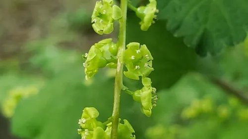 Currant (Ribes rubrum), photograph