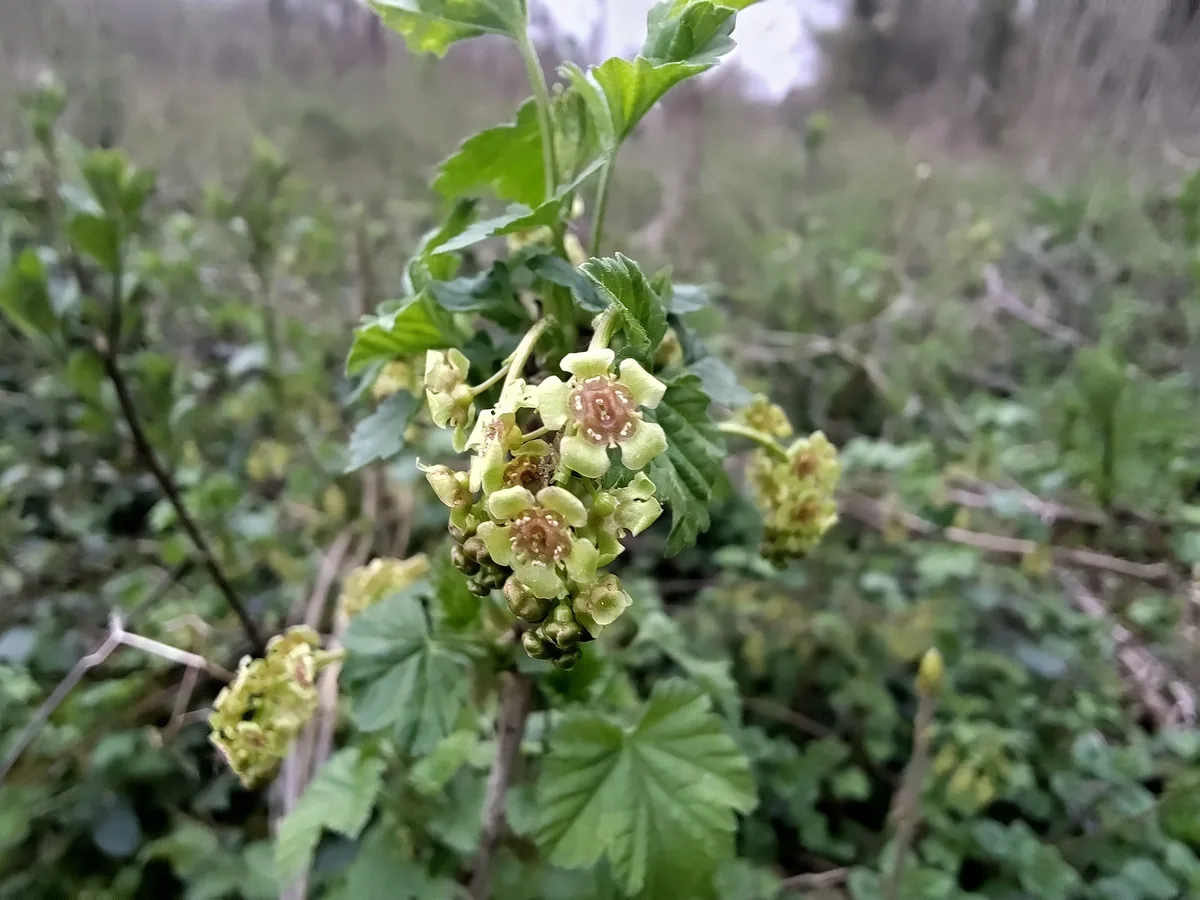 Currant (Ribes rubrum), photograph