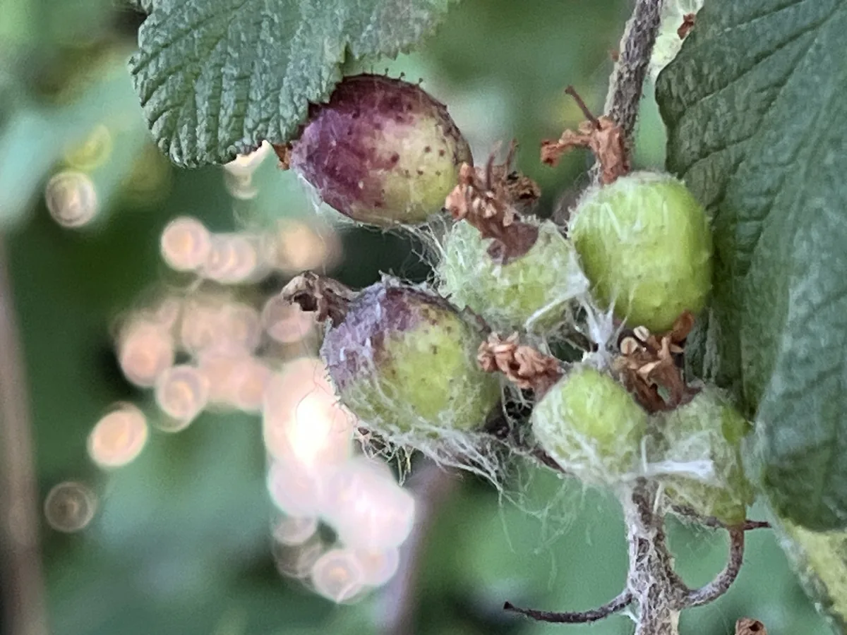 Red Flowering Currant (Ribes sanguineum), photograph