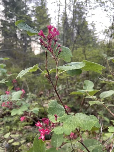 Red Flowering Currant (Ribes sanguineum), photograph