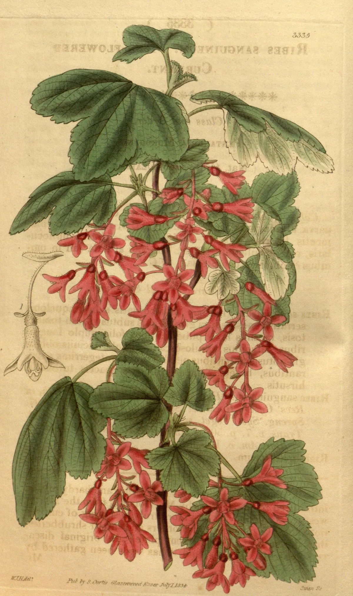 Red Flowering Currant (Ribes sanguineum), botanical illustration