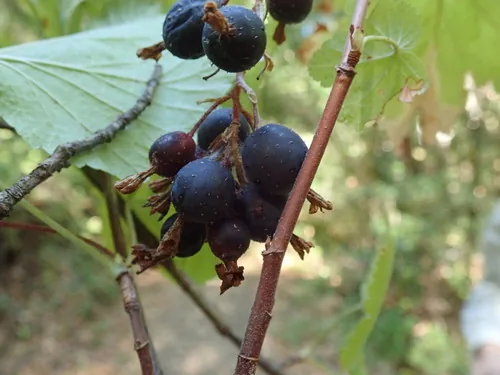 Red Flowering Currant (Ribes sanguineum), photograph