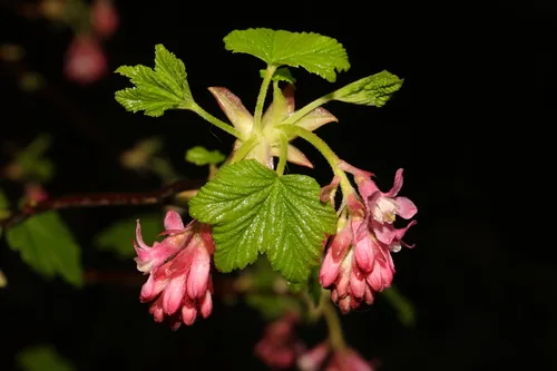 Photo: no rights reserved · CC0 · via iNaturalist red flowering currant (Ribes sanguineum), photograph