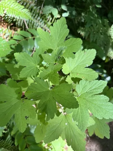 Photo: (c) Kieran Hanrahan, some rights reserved (CC BY) · cc-by · via iNaturalist Red Flowering Currant (Ribes sanguineum), photograph