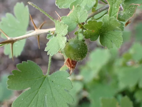 gooseberry (Ribes uva-crispa), photograph