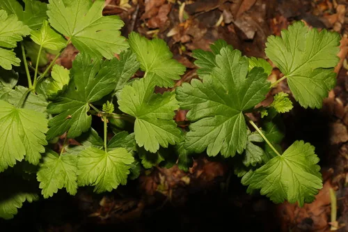 Gooseberry (Ribes uva-crispa), photograph
