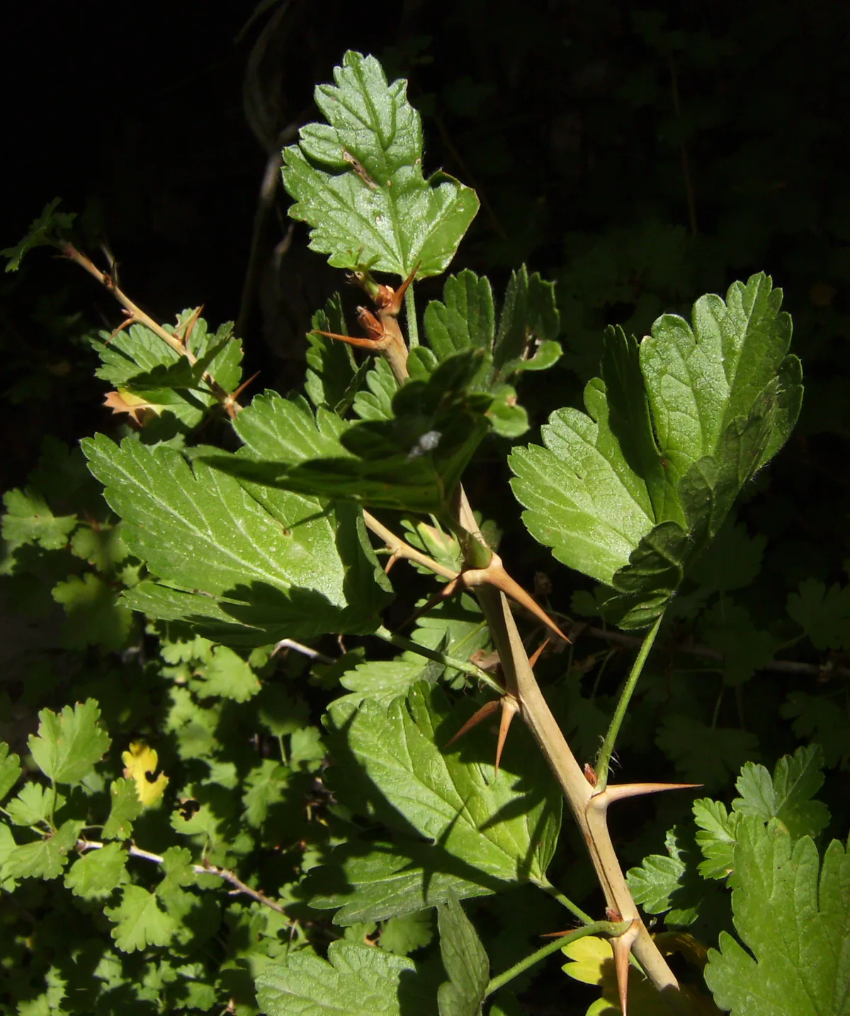 Gooseberry (Ribes uva-crispa), photograph