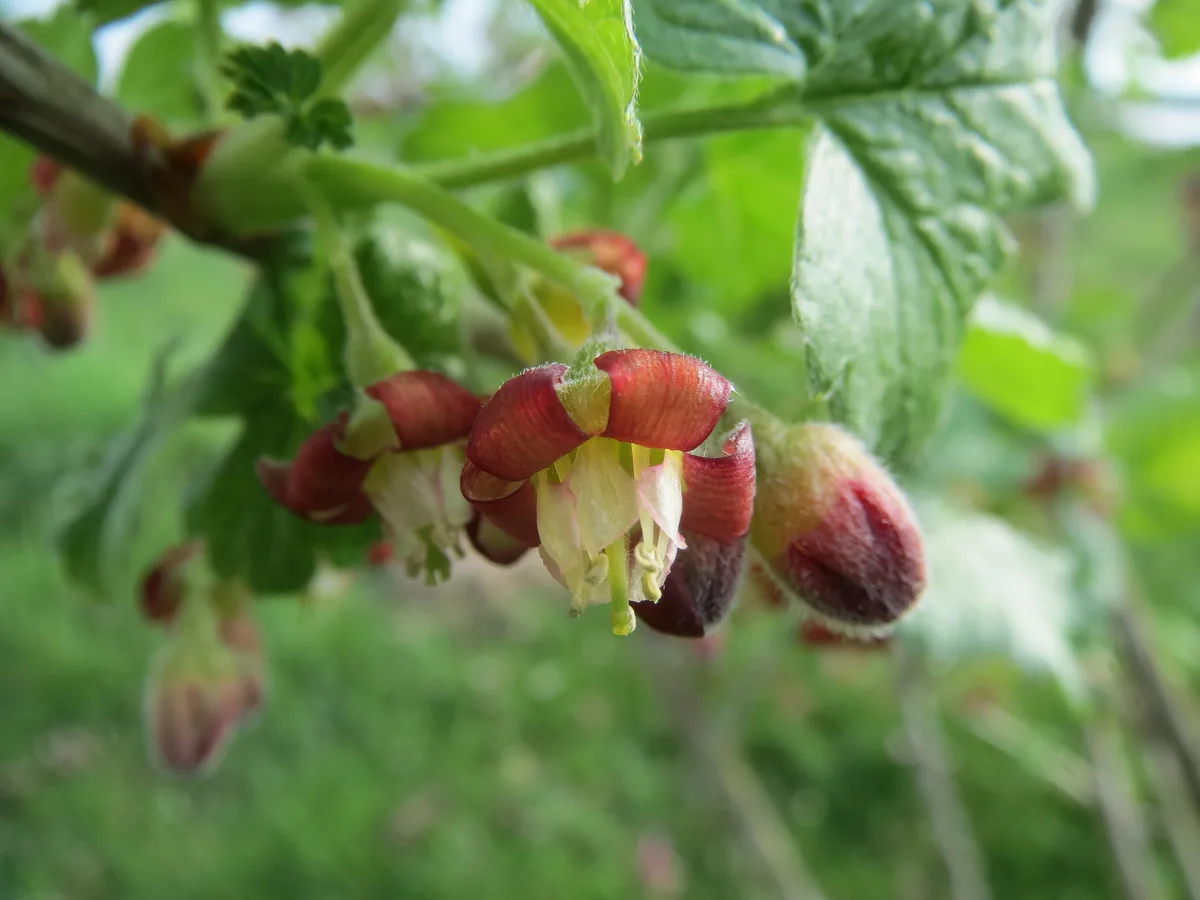 Gooseberry (Ribes uva-crispa), photograph