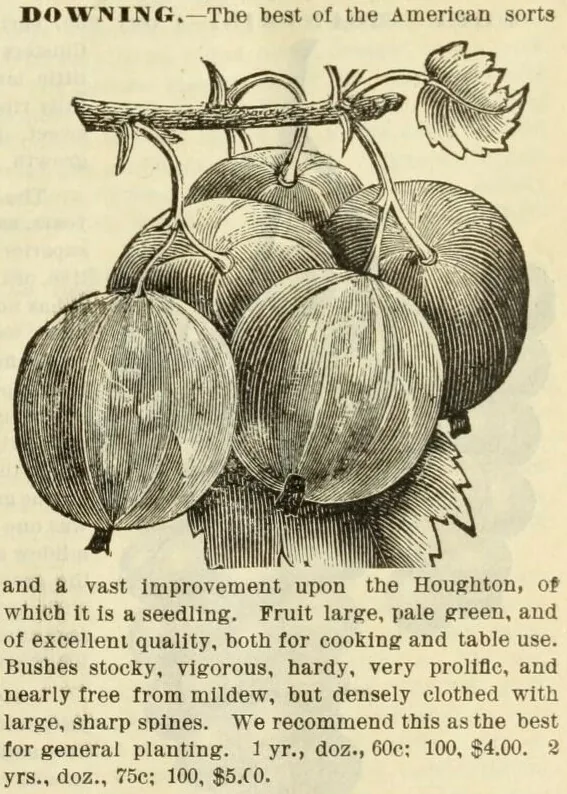 Illustration: Henry G. Gilbert Nursery and Seed Trade Catalog Collection.; J.T. Lovett Company.; J.T. Lovett Company. · Public domain · via Wikimedia Gooseberry (Ribes uva-crispa), botanical illustration