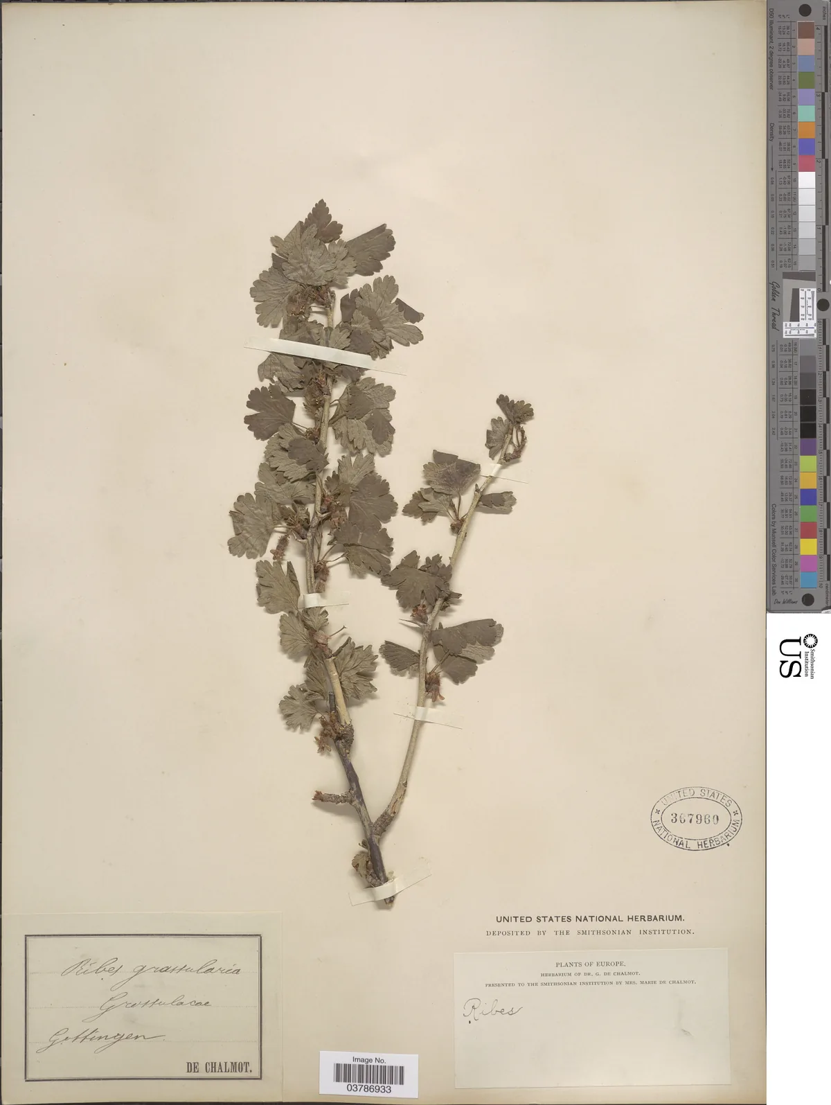 Gooseberry (Ribes uva-crispa), photograph