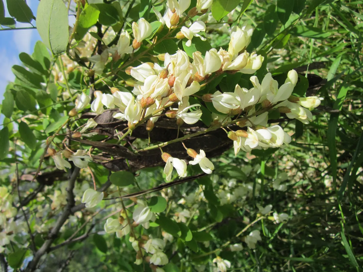 Black Locust (Robinia pseudoacacia), photograph
