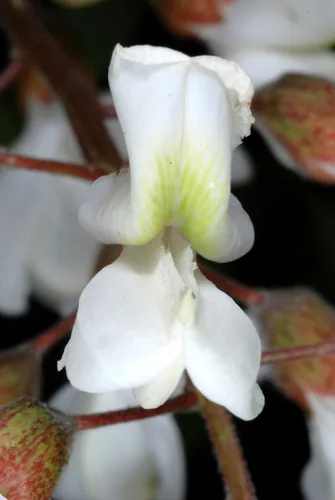 Black Locust (Robinia pseudoacacia), photograph