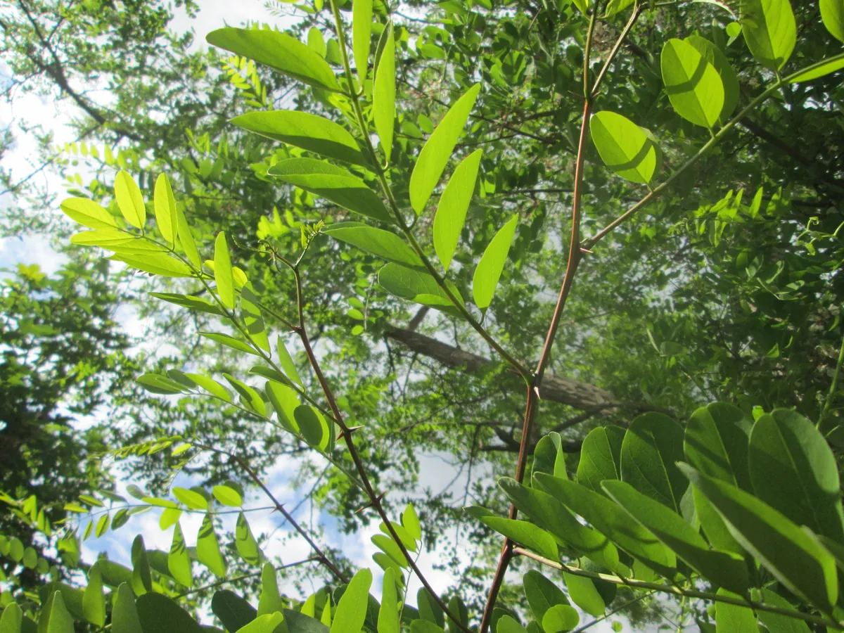 Black Locust (Robinia pseudoacacia), photograph