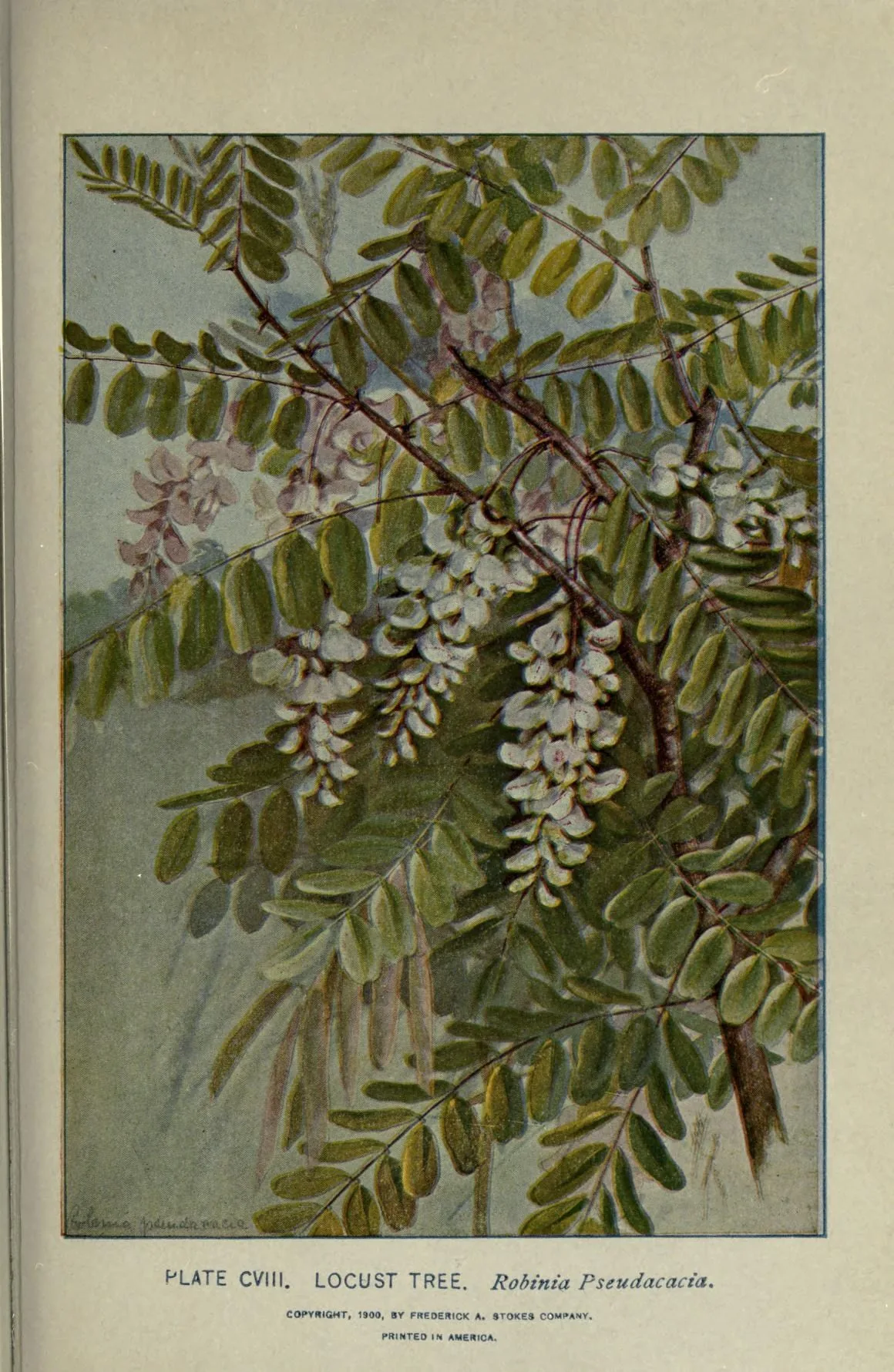 Black Locust (Robinia pseudoacacia), botanical illustration