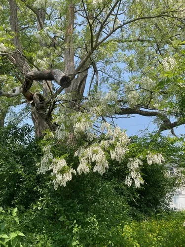 black locust (Robinia pseudoacacia), photograph