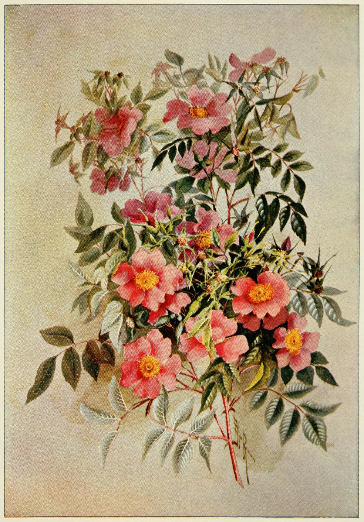Pasture Rose (Rosa carolina), botanical illustration